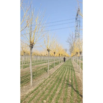 浦東金枝槐12--20公分報(bào)價(jià)