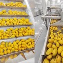 南昌LXMG-3芒果去皮去核打漿機(jī)價格
