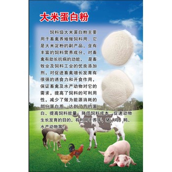 大米蛋白粉飼料豬飼料添加劑飼料大米蛋白粉寵物料