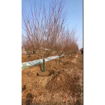 永川紅葉碧桃基地