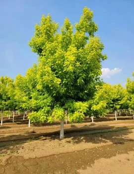 云南金葉榆報價