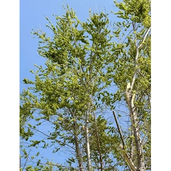 云南金葉榆報價