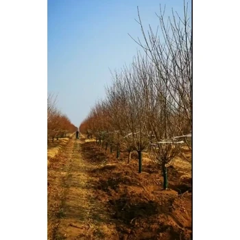 永川紅葉碧桃基地