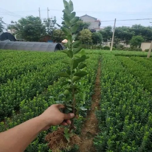 豐臺大葉黃楊苗多少錢,大葉黃楊苗訂購電話