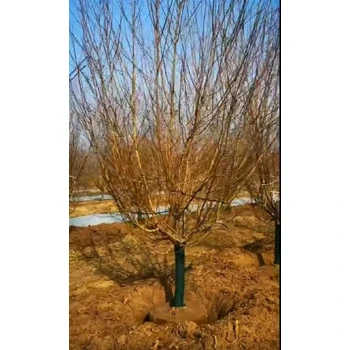 永川紅葉碧桃基地