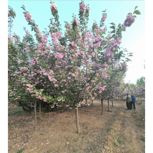 寶雞晚櫻樹苗報價,12公分晚櫻樹苗價格