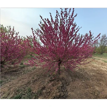 阿拉善盟紅葉碧桃價(jià)格,3公分紅葉碧桃價(jià)格