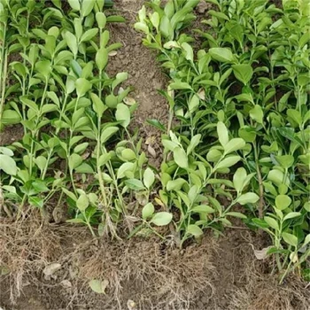 圖木舒克園林庭院美化衛(wèi)矛批發(fā)