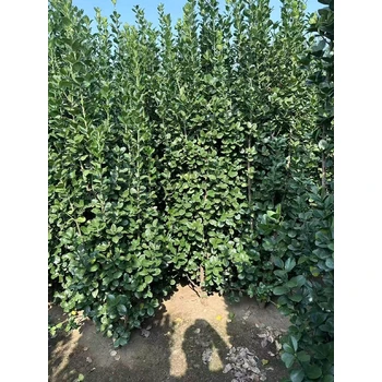 福州叢生北海道黃楊多少錢,1.5米叢生北海道黃楊價格