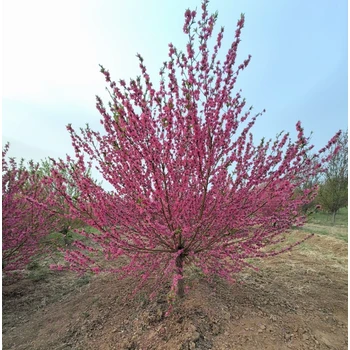 阿拉善盟紅葉碧桃價(jià)格,3公分紅葉碧桃價(jià)格