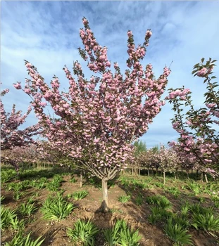 九江晚櫻樹(shù)苗價(jià)格,8公分晚櫻樹(shù)苗批發(fā)