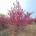 宿州紅葉碧桃報(bào)價(jià),8公分紅葉碧桃批發(fā)價(jià)格