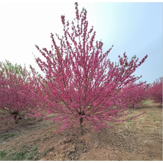 蕪湖紅葉碧桃報(bào)價(jià),10公分紅葉碧桃價(jià)格