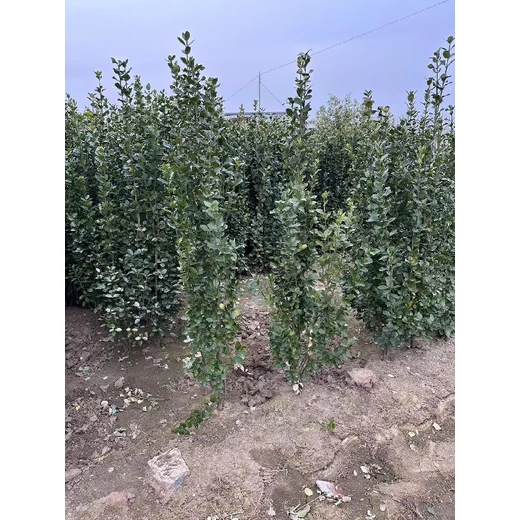 葫蘆島叢生北海道黃楊價(jià)格,1.2米叢生北海道黃楊價(jià)格