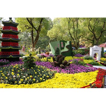 山西晉中介休市弘一園林菊花苗個性化定制菊花造型菊花展