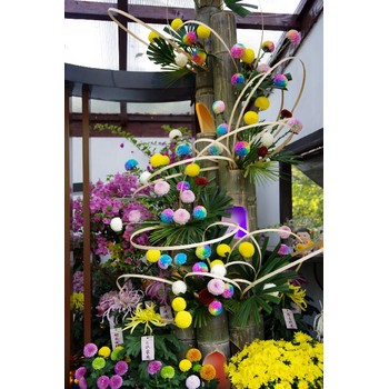 山西晉中介休市弘一園林菊花苗個性化定制菊花造型菊花展