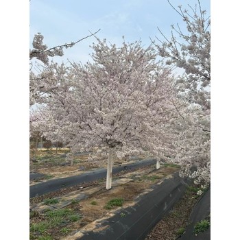濱海新區(qū)早櫻基地,早櫻櫻花樹價格