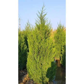 寧德蜀儈樹苗價(jià)格蜀儈批發(fā)價(jià)格