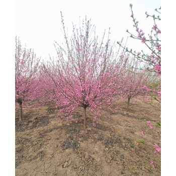 延邊菊花碧桃批發(fā)價(jià)格,10公分菊花碧桃價(jià)格