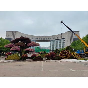 內(nèi)蒙古鄂爾多斯杭錦旗五色草種苗種植基地