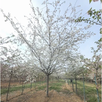 大同染井吉野櫻花供應(yīng),3公分染井吉野櫻花價(jià)格