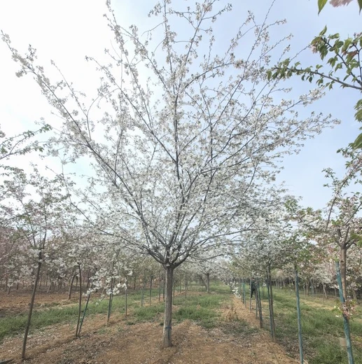 舟山染井吉野櫻花批發(fā)價(jià)格,10公分染井吉野櫻花價(jià)格