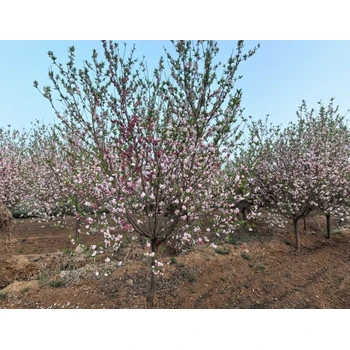 哈爾濱灑金碧桃供應(yīng),12公分灑金碧桃價(jià)格