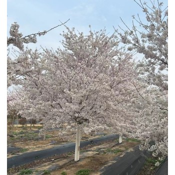 濱海新區(qū)早櫻基地,早櫻櫻花樹價格