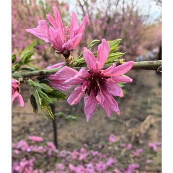 延邊菊花碧桃批發(fā)價(jià)格,10公分菊花碧桃價(jià)格