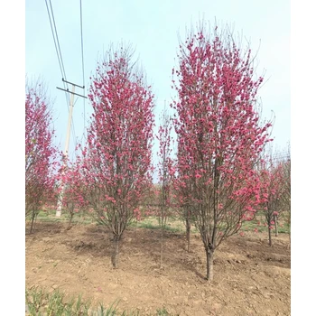 呂梁龍柱碧桃基地批發(fā),5公分龍柱碧桃價(jià)格