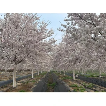 孝感早櫻基地,早櫻櫻花樹價(jià)格