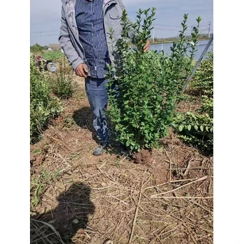 呂梁膠東衛(wèi)矛供應(yīng),40公分衛(wèi)矛價(jià)格