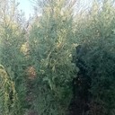 奉賢側(cè)柏批發(fā)價格,1.5米側(cè)柏樹苗價格
