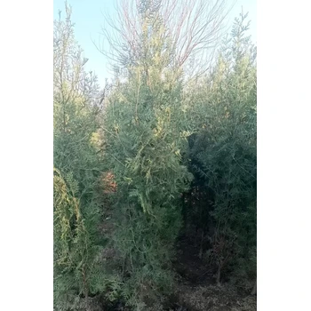 保山側(cè)柏價格,2米側(cè)柏樹苗價格