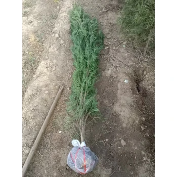 云浮側(cè)柏基地,2米側(cè)柏樹苗價(jià)格