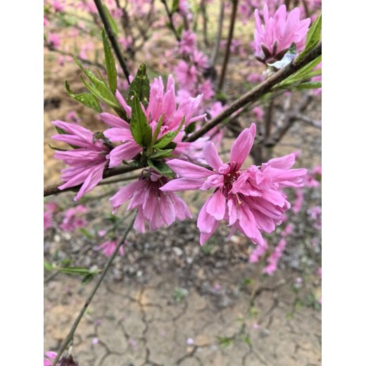 丹东菊花碧桃生产基地,12公分菊花碧桃价格