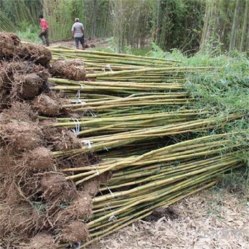 洛陽觀賞竹子基地、金鑲玉竹子