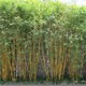 郴州金鑲玉竹子供應商、金鑲玉竹子產品圖