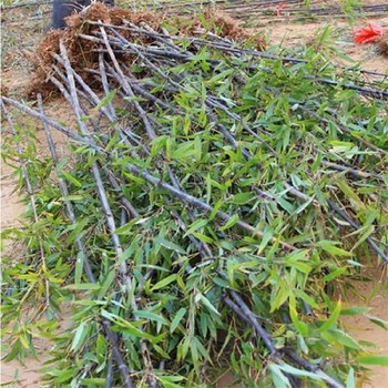 洛陽觀賞竹子基地、金鑲玉竹子