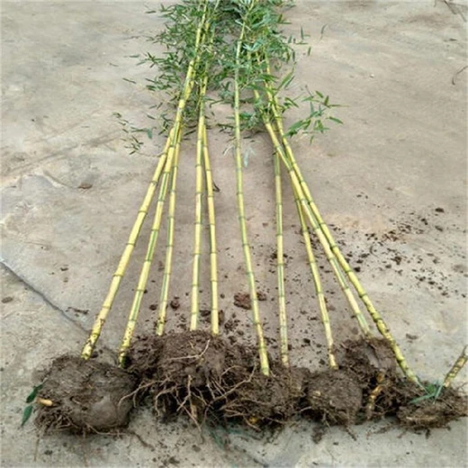 焦作金鑲玉竹子栽培技術(shù)