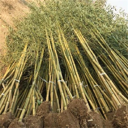 焦作風(fēng)景竹子基地、金鑲玉竹子栽培技術(shù)