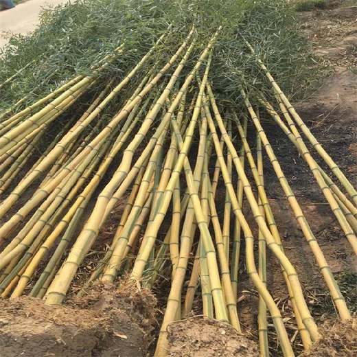 信陽竹子批發(fā)、金鑲玉竹子