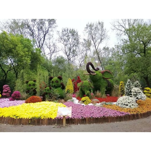 青海玉樹囊謙縣菊花蝴蝶塔菊菊花種植基地