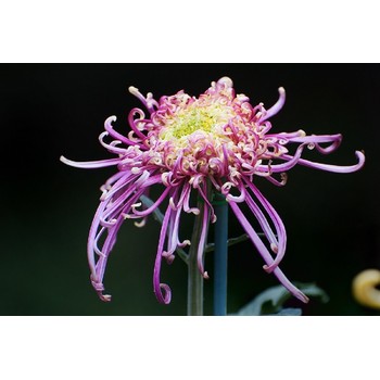 陜西商洛山陽縣菊花蝴蝶塔菊源頭生產基地