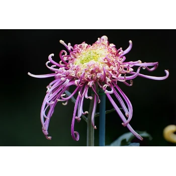 陜西西安蓮湖菊花蝴蝶塔菊源頭生產(chǎn)基地