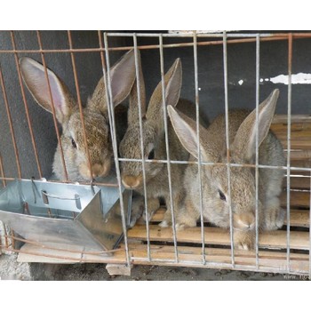 自家養兔場價值評估,商業養兔場價值評估流程