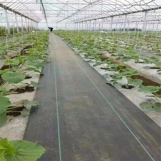 茶園除草無紡布可降解