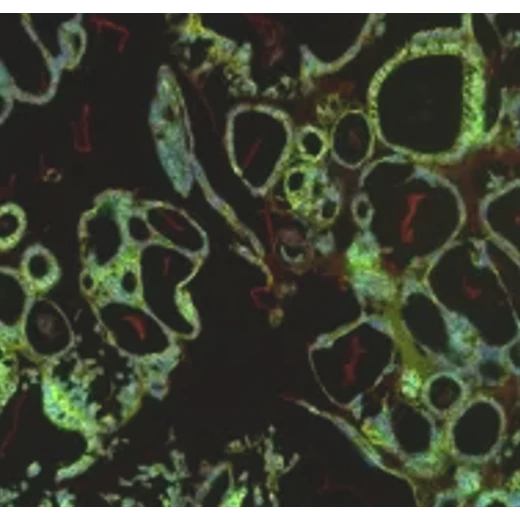 0代原代菌株ATCCBAA-2004標準菌株