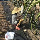 可降解果園除草布可降解阻根
