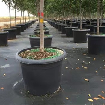 可降解果園除草布廠家報價